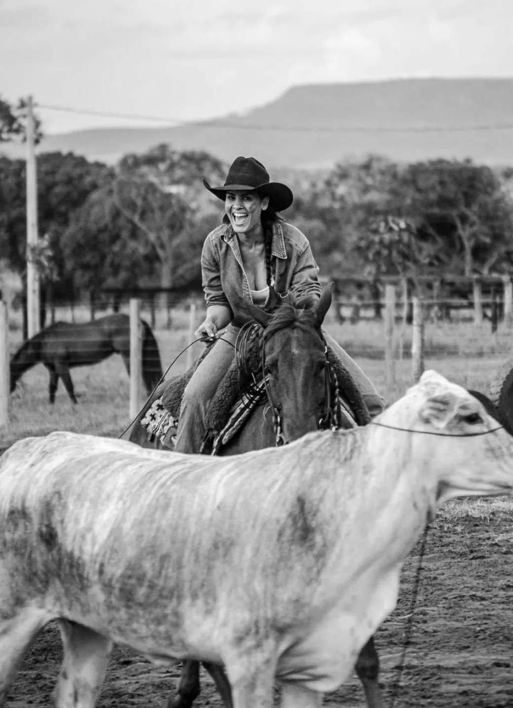 Pessoa a cavalo conduzindo comitiva de gado, em preto e branco